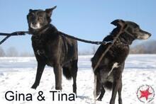 GINA, Hund, Mischlingshund in Donzdorf - Bild 4