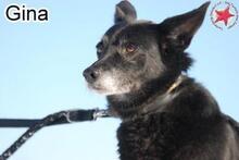 GINA, Hund, Mischlingshund in Donzdorf - Bild 5