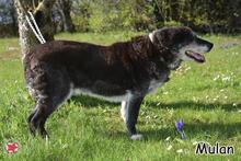 MULAN, Hund, Mischlingshund in Donzdorf - Bild 4