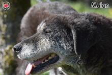 MULAN, Hund, Mischlingshund in Donzdorf - Bild 5