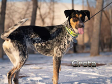 GRETA2, Hund, Mischlingshund in Russische Föderation - Bild 1