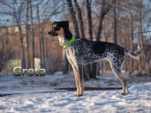 GRETA2, Hund, Mischlingshund in Russische Föderation - Bild 2