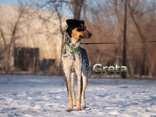 GRETA2, Hund, Mischlingshund in Russische Föderation - Bild 4