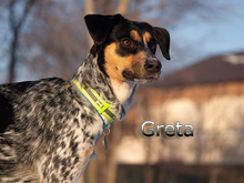 GRETA2, Hund, Mischlingshund in Russische Föderation - Bild 5