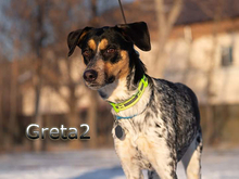GRETA2, Hund, Mischlingshund in Russische Föderation - Bild 6