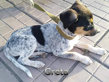 GRETA2, Hund, Mischlingshund in Russische Föderation - Bild 7