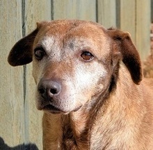 SHIBA, Hund, Mischlingshund in Griechenland - Bild 1