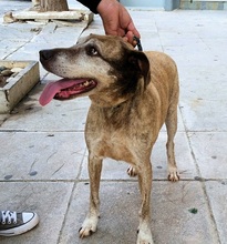 SHIBA, Hund, Mischlingshund in Griechenland - Bild 10