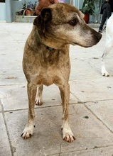 SHIBA, Hund, Mischlingshund in Griechenland - Bild 11