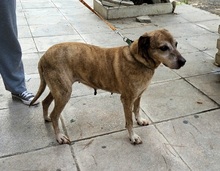 SHIBA, Hund, Mischlingshund in Griechenland - Bild 12