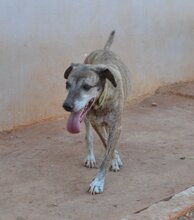 SHIBA, Hund, Mischlingshund in Griechenland - Bild 13
