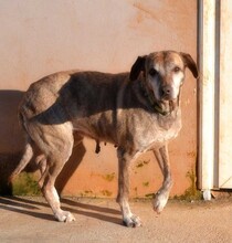 SHIBA, Hund, Mischlingshund in Griechenland - Bild 16