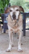 SHIBA, Hund, Mischlingshund in Griechenland - Bild 18