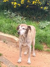 SHIBA, Hund, Mischlingshund in Griechenland - Bild 20