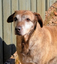 SHIBA, Hund, Mischlingshund in Griechenland - Bild 21