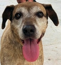 SHIBA, Hund, Mischlingshund in Griechenland - Bild 4