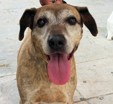 SHIBA, Hund, Mischlingshund in Griechenland - Bild 7