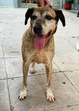 SHIBA, Hund, Mischlingshund in Griechenland - Bild 9