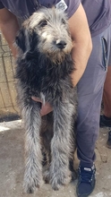 JULIE, Hund, Mischlingshund in Rumänien - Bild 1