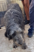 JULIE, Hund, Mischlingshund in Rumänien - Bild 2