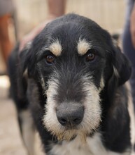 GORGIE, Hund, Mischlingshund in Rumänien - Bild 1