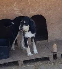 GORGIE, Hund, Mischlingshund in Rumänien - Bild 2