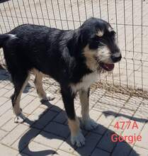 GORGIE, Hund, Mischlingshund in Rumänien - Bild 3
