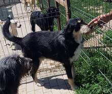 GORGIE, Hund, Mischlingshund in Rumänien - Bild 4