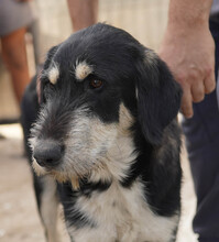 GORGIE, Hund, Mischlingshund in Rumänien - Bild 5