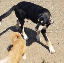 GORGIE, Hund, Mischlingshund in Rumänien - Bild 6