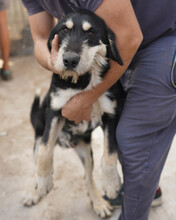 GORGIE, Hund, Mischlingshund in Rumänien - Bild 7