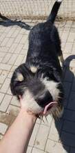 GORGIE, Hund, Mischlingshund in Rumänien - Bild 8