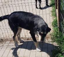 GORGIE, Hund, Mischlingshund in Rumänien - Bild 9