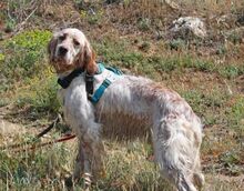 DIRK, Hund, English Setter in Spanien - Bild 1