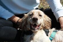 DIRK, Hund, English Setter in Spanien - Bild 4