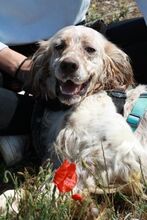 DIRK, Hund, English Setter in Spanien - Bild 5