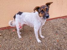 RAMZES, Hund, Mischlingshund in Slowakische Republik - Bild 1