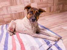 RAMZES, Hund, Mischlingshund in Slowakische Republik - Bild 2