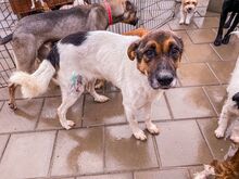 RAMZES, Hund, Mischlingshund in Slowakische Republik - Bild 6