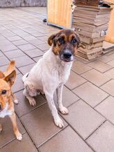 RAMZES, Hund, Mischlingshund in Slowakische Republik - Bild 8
