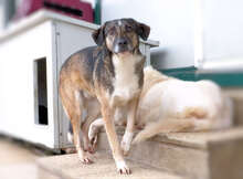 TIMIDA, Hund, Mischlingshund in Italien - Bild 11