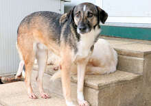 TIMIDA, Hund, Mischlingshund in Italien - Bild 12