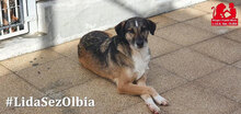 TIMIDA, Hund, Mischlingshund in Italien - Bild 2