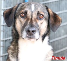 TIMIDA, Hund, Mischlingshund in Italien - Bild 3