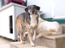 TIMIDA, Hund, Mischlingshund in Italien - Bild 9
