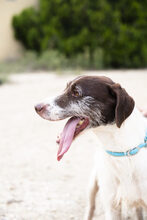 CESAR, Hund, Mischlingshund in Markdorf - Bild 11
