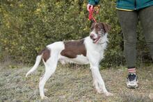 CESAR, Hund, Mischlingshund in Markdorf - Bild 19