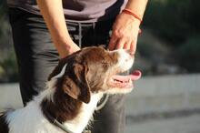 CESAR, Hund, Mischlingshund in Markdorf - Bild 25