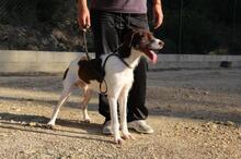 CESAR, Hund, Mischlingshund in Markdorf - Bild 26