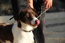 CESAR, Hund, Mischlingshund in Markdorf - Bild 28